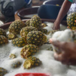 Jus d’ananas BENIN’OR 100% naturel